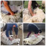 pet clipper sheep clipper